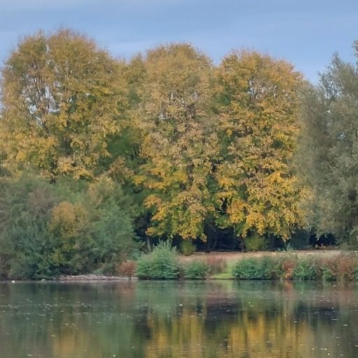 Holten bomen