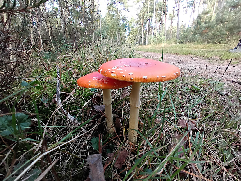 paddestoel
